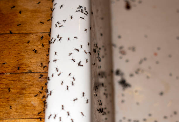 Best Flea Control Services  in Geneva, IL